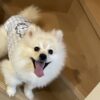 わんちゃんとの安全・快適な暮らし🏠
